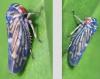 Balcanocerus larvatus